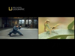 national geographic - the science of hand-to-hand combat. agility of the beast